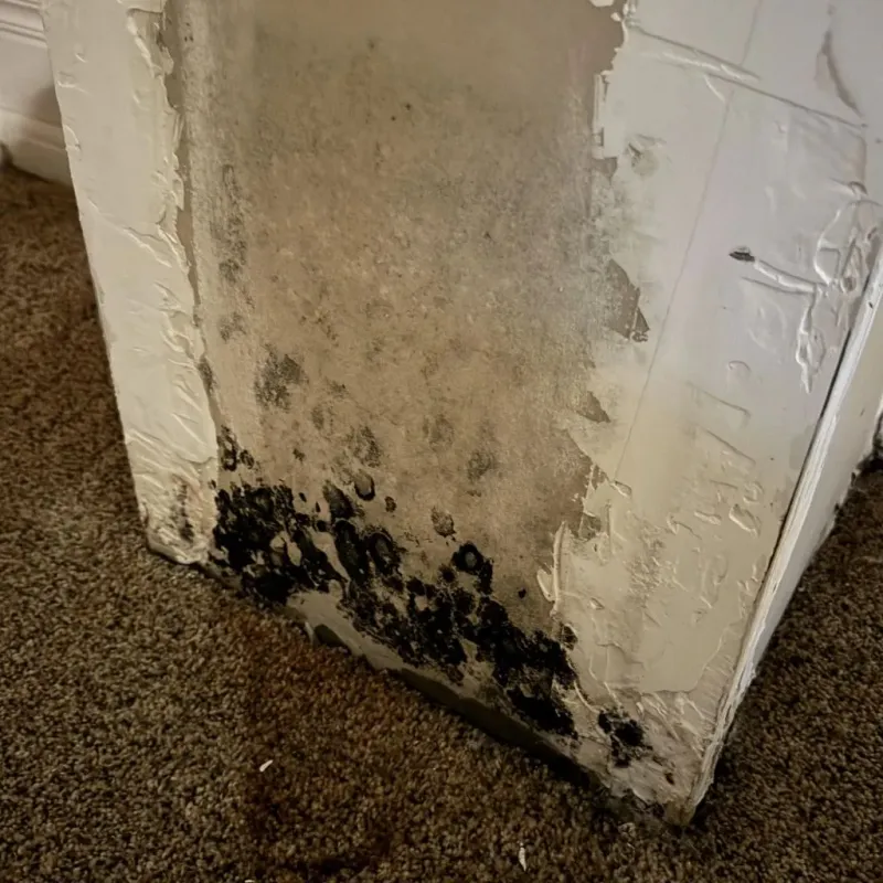 Professional Mold Removal in East Concord, NH